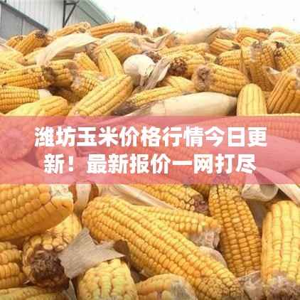 潍坊玉米价格行情今日更新!最新报价一网打尽