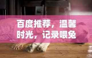 百度推荐,温馨时光,记录喂兔子的美好瞬间