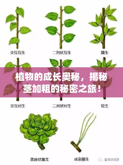 植物的成长奥秘,揭秘茎加粗的秘密之旅!