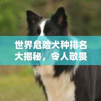 世界危险犬种排名大揭秘,令人敬畏的犬类榜单!